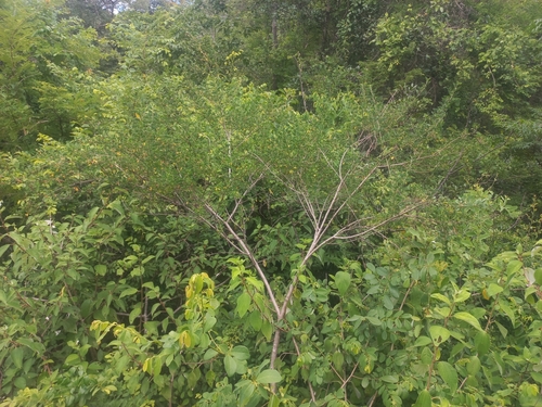 Image of Indigofera lupatana by (c) Brian du Preez, some rights reserved (CC BY-SA)