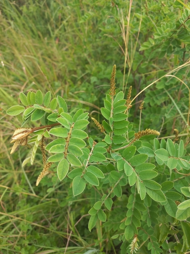 Velvet Indigo (Indigofera swaziensis)