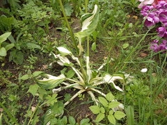 Hosta undulata