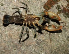Cambarus bartonii bartonii