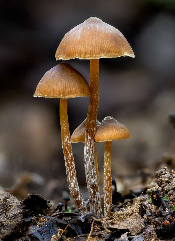 Psilocybe moseri · February 2025 · photo: © alan_rockefeller (iNaturalist, cc-by-sa)