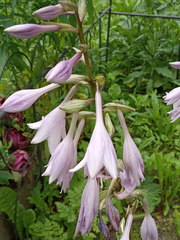 Hosta undulata