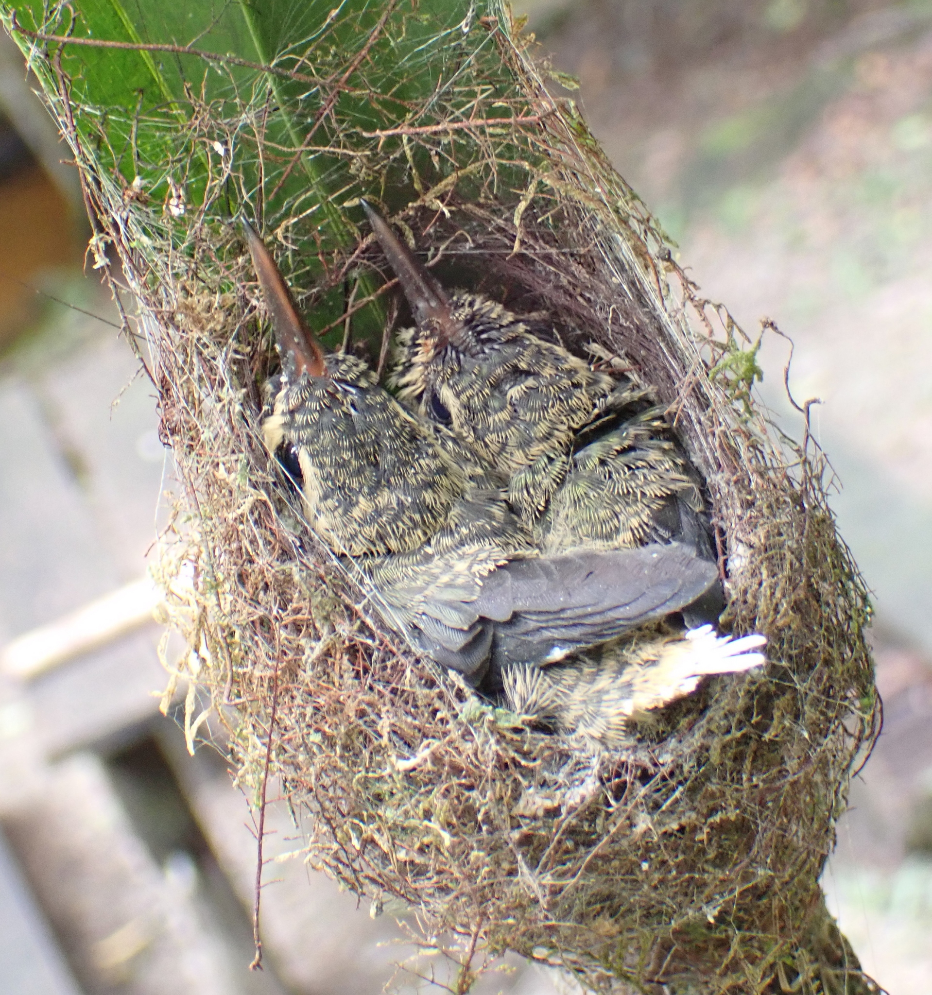 Great-billed Hermit (Phaethornis malaris), photo 7