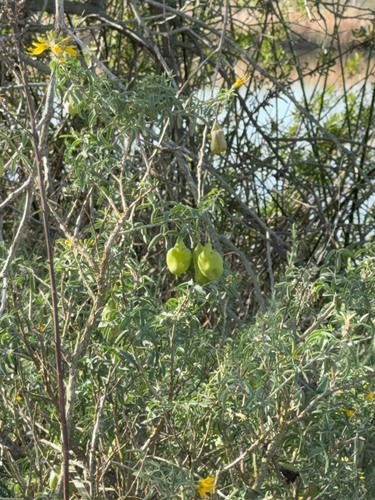 iNaturalist observation photo of Bladderpod