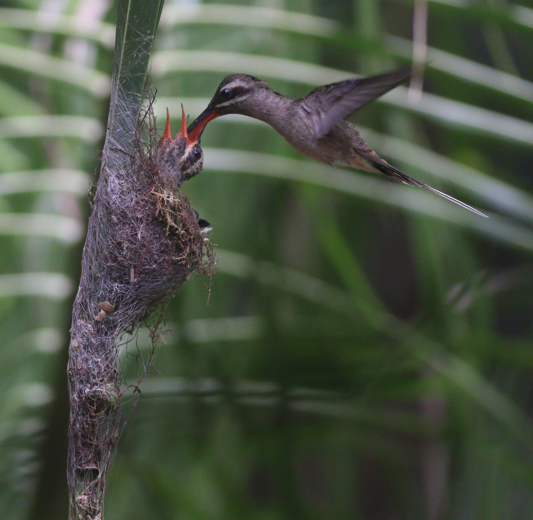 Great-billed Hermit (Phaethornis malaris), photo 8