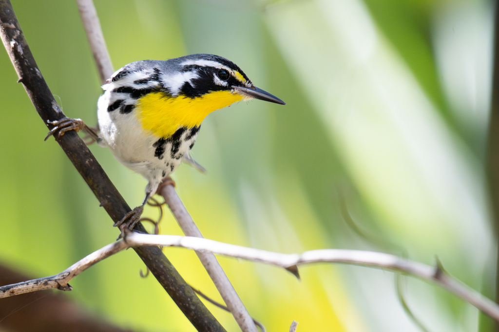 Yellow-throated Warbler