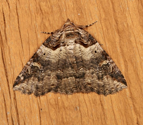 Intent Zale Moth photo 5