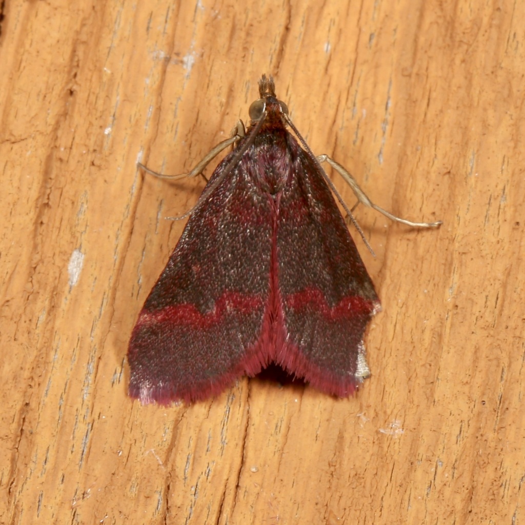 Coffee-loving and Southern Purple Mint Moths