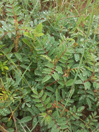 Silky indigo (Indigofera astragalina)