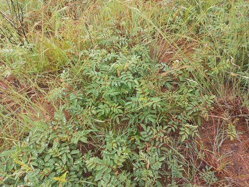 Image of Indigofera astragalina by (c) Brian du Preez, some rights reserved (CC BY-SA)