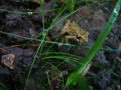 Pristimantis erythropleura