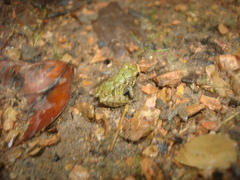 Pristimantis erythropleura