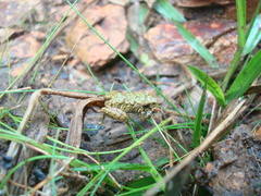 Pristimantis erythropleura