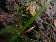 Pristimantis erythropleura
