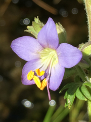 Polemonium occidentale