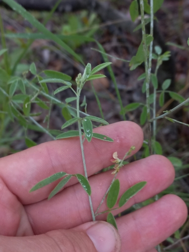 Indigofera subulata observed 2025-02-14