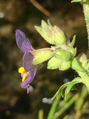 Polemonium occidentale