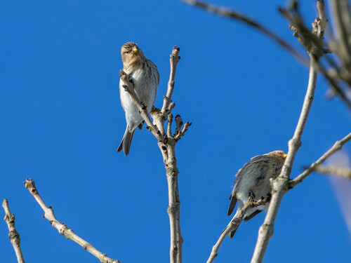 Twite, Uithuizen, Nederland, photo 10 of 10