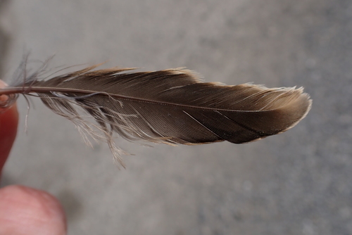 Plume de Alouette des champs