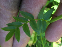 Polemonium occidentale