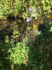 Polemonium occidentale