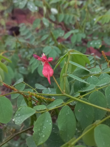 Image of Indigofera fulgens by (c) Brian du Preez, some rights reserved (CC BY-SA)