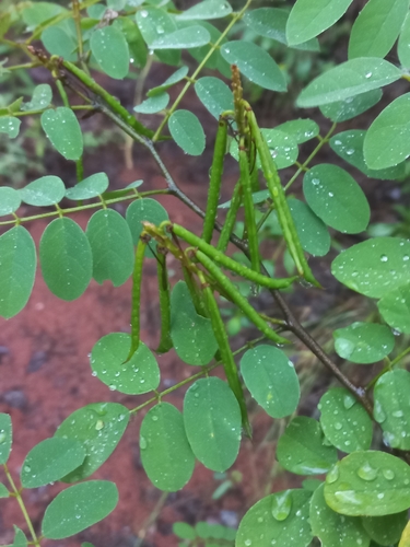 Image of Indigofera fulgens by (c) Brian du Preez, some rights reserved (CC BY-SA)