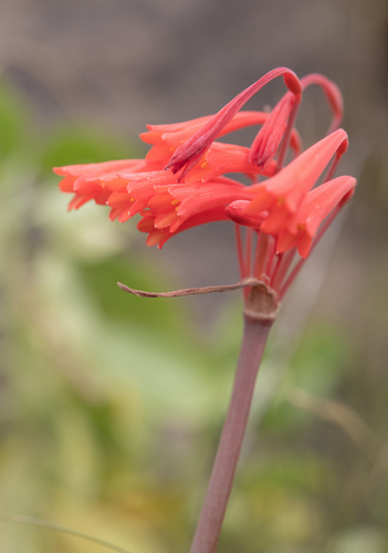Cyrtanthus collinus