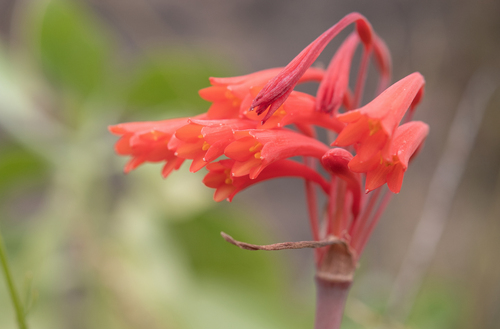 Cyrtanthus collinus