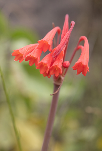 Cyrtanthus collinus
