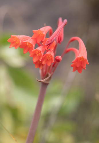 Cyrtanthus collinus