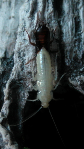 Oriental Cockroach