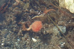 Boltenia villosa