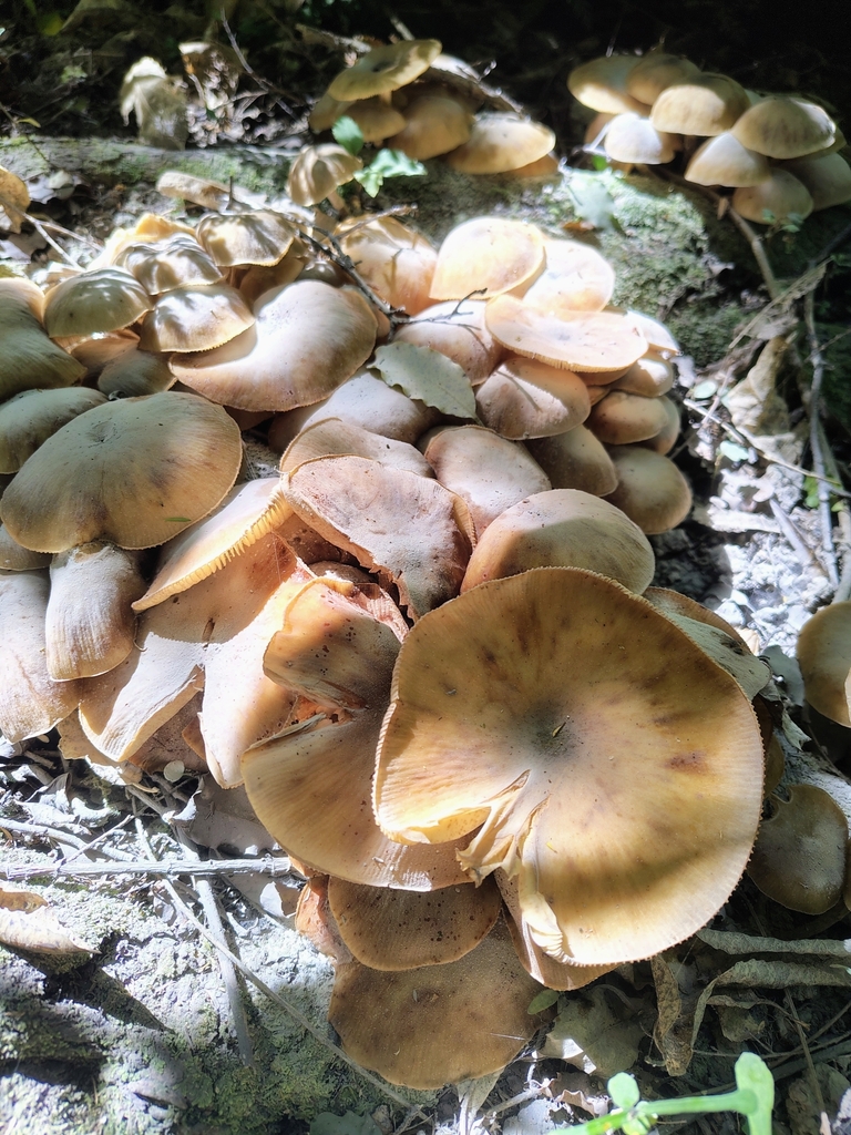 Armillaria novae-zelandiae · February 2025 · photo: © seanachten (iNaturalist, cc-by)