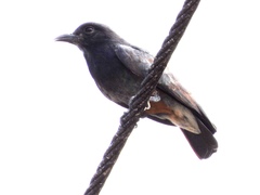 Chelidoptera tenebrosa