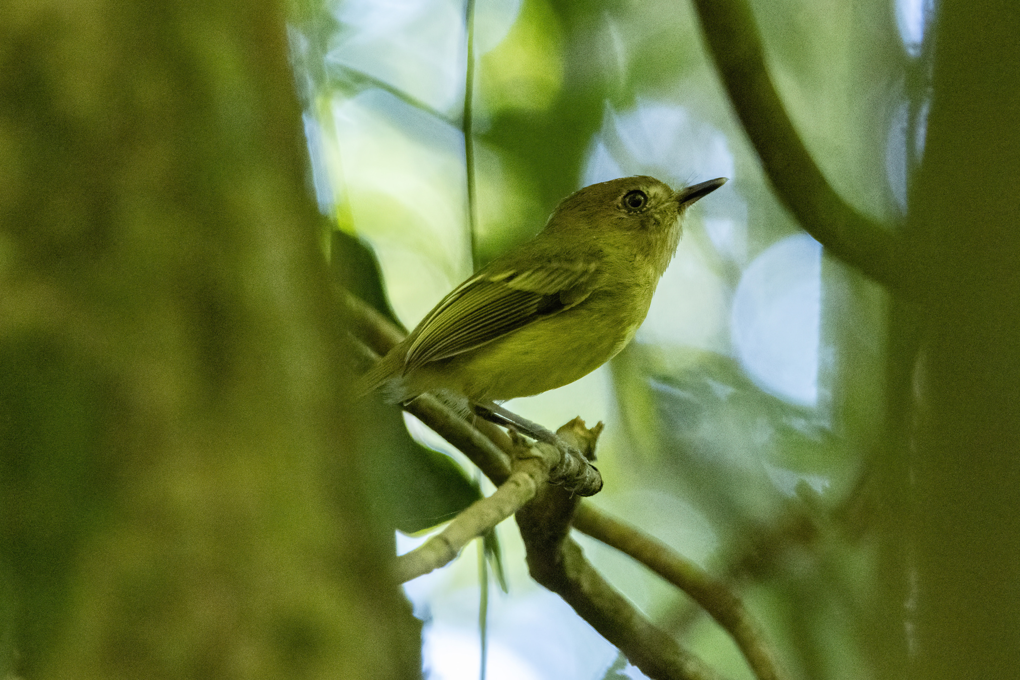 Kaempfer's Tody-Tyrant (Hemitriccus kaempferi), photo 3