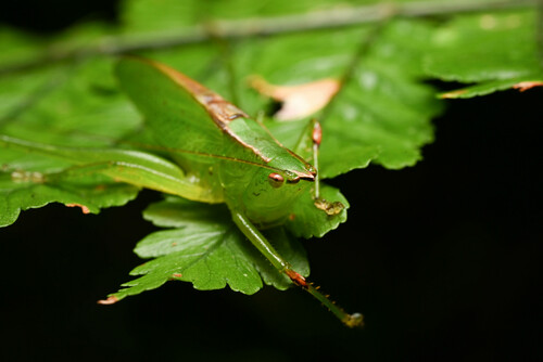 Melanophoxus griffinii