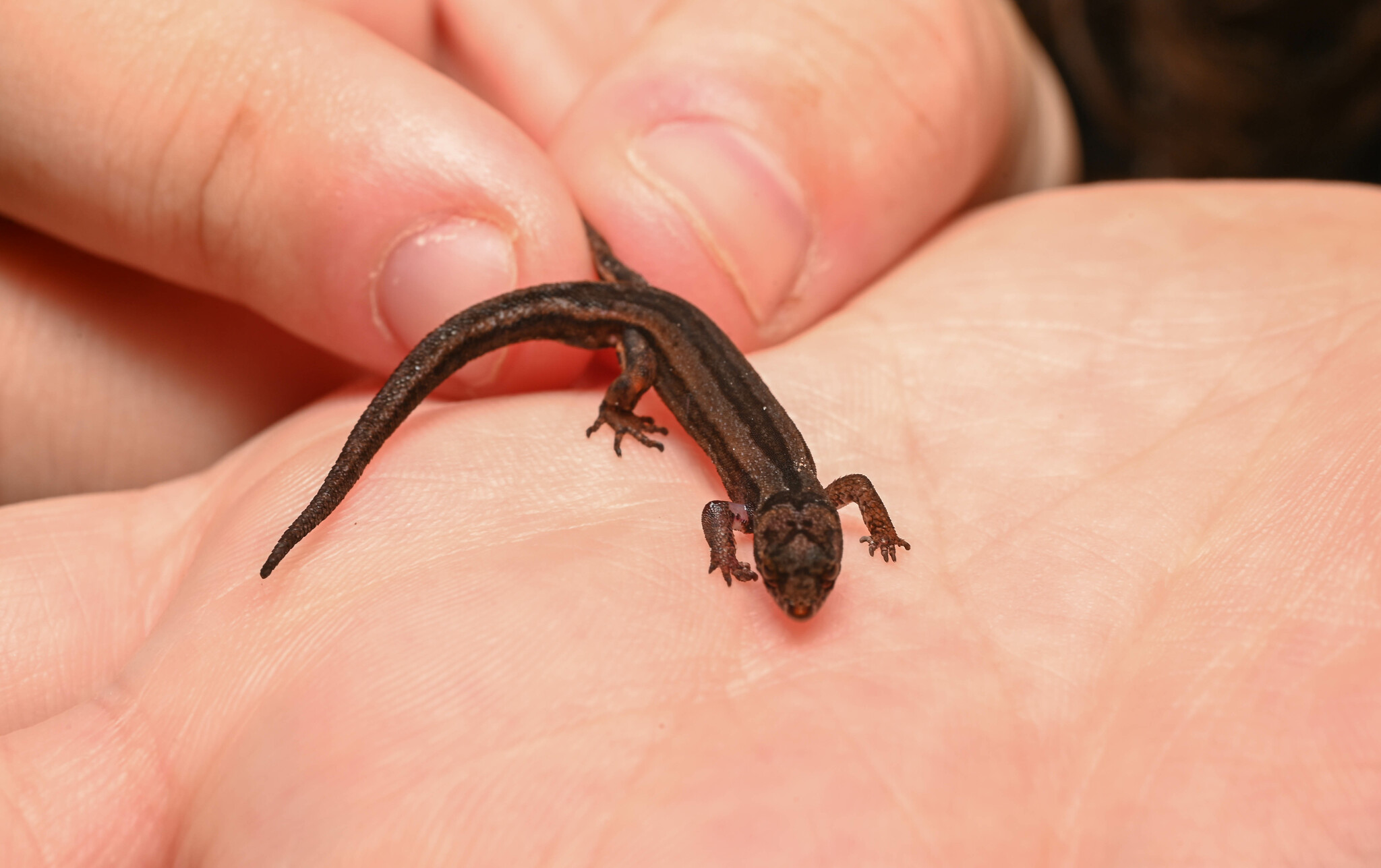 Pseudogonatodes fuscofortunatus