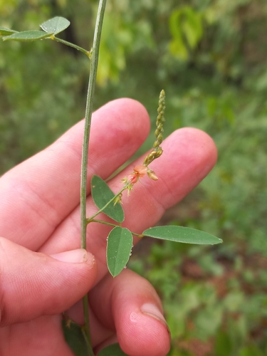 Indigofera subulata observed 2025-02-14