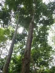 Artocarpus gomezianus