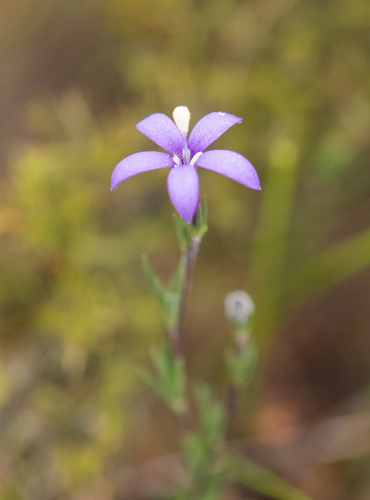 Common Capetrumpet (Theilera guthriei)