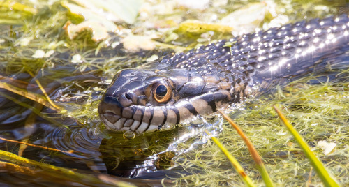 Banded Watersnake, photo 6 of 7
