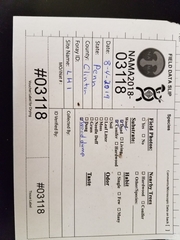 Crustomyces subabruptus