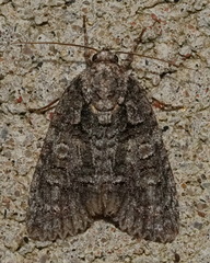 Acronicta tristis