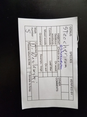 Crustomyces subabruptus