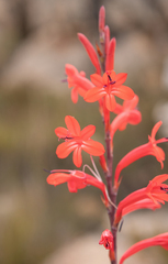 Emilia's Watsonia (Watsonia emiliae)