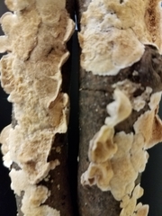 Crustomyces subabruptus