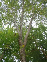 Pterocarpus indicus