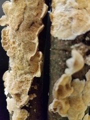 Crustomyces subabruptus