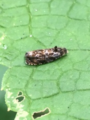 Olethreutes albiciliana